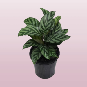 Freddie Calathea