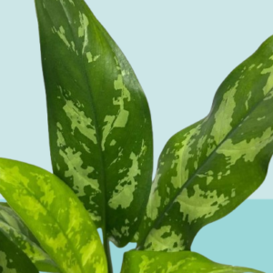 Aglaonema Maria Mini