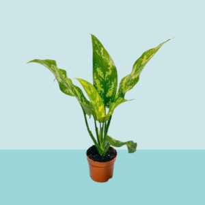Aglaonema Maria Mini