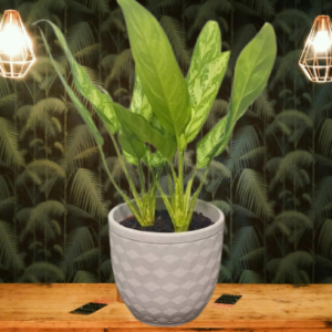 Aglaonema Silver Queen – Indoor Plants