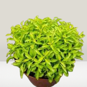 Alternanthera Green