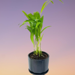 Areca Palm Miniature Plants