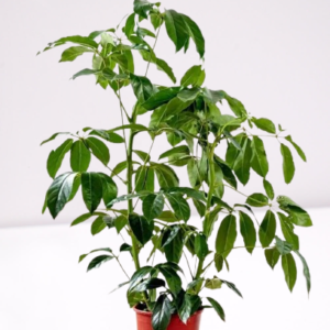 Australian Umbrella Tree Indoor Plant