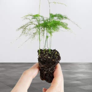 Baby Setaceus Fern Mini Delicate Indoor Plant