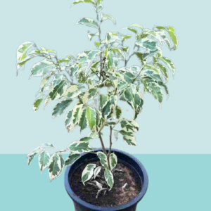 Benjamina Starlight Small