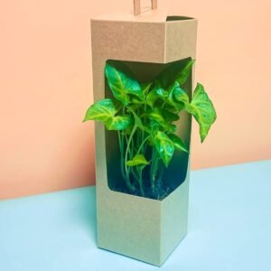 Boxed Plant Gift