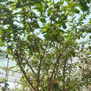 Calabash Tree Online