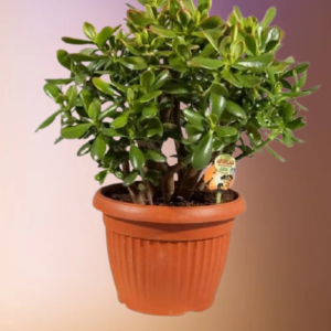 Crassula Magical Tree