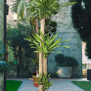 Dracaena Fragrans Rikki Tall Live Plant