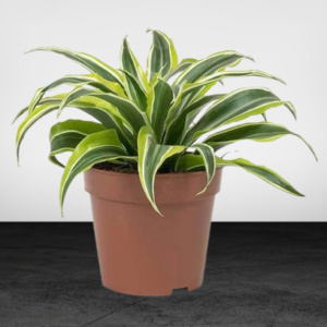 Dracaena Lemon Lime Mini