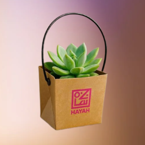 Eco-Friendly Corporate Gifts Takeaway Succulent Box UAE