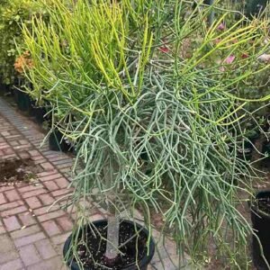 Euphorbia tirucalli Or Pencil Cactus