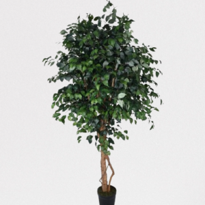 Ficus Benjamina Artificial 2.3 Meter UAE