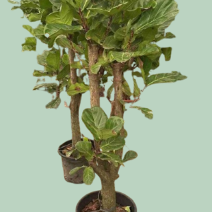 Fiddle Leaf Fig Branched China