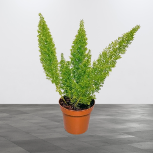 Foxtail Fern Lush Green Beauty for UAE Home