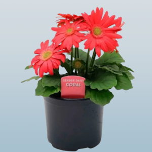Gerbera Daisy Indoor