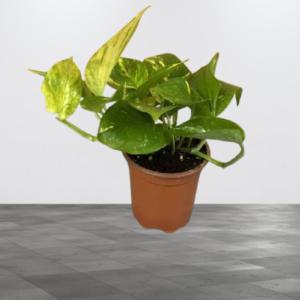 Golden Pothos Mini – Unique Plants