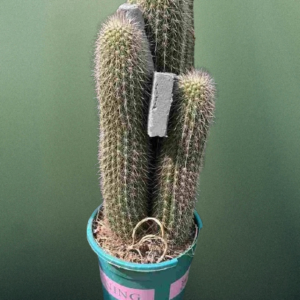 Golden Spines Cactus