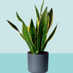 Holland Snake Plant Indoor