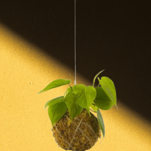 Kokedama Philodendron Scandens