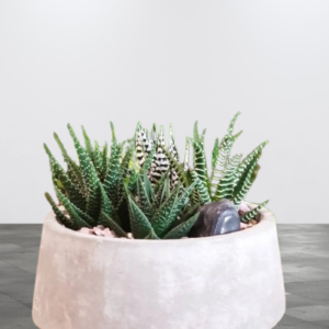 Konkri Spiked Garden