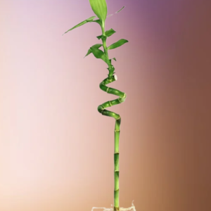 Lucky Bamboo Stick Single – Feng Shui Decor
