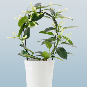 Madagascar Jasmine