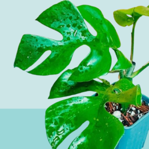 Mini Philodendron Minima