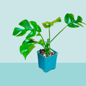 Mini Philodendron Minima