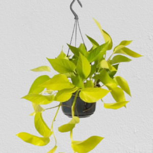 Neon Pothos Hanging Plants UAE