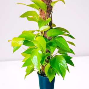 Neon Pothos Moss Stick Online