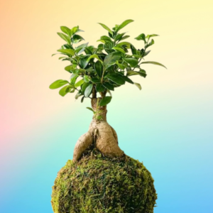 PS Ginseng Kokedama