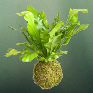 PS Kokedama Bird’s Nest Fern