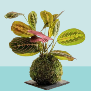 PS Maranta Kokedama – Terrarium