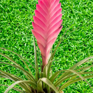 PS Tillandsia Kokedama