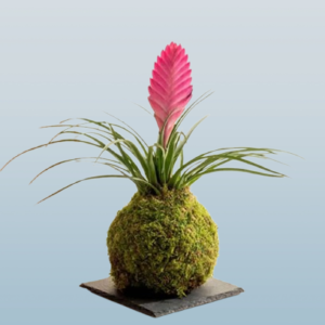 PS Tillandsia Kokedama
