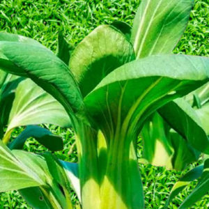 Pak Choi Seeds