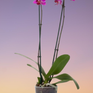 Phalaenopsis Orchid Holland 2 Stem