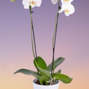 Phalaenopsis Orchid Holland 2 Stem
