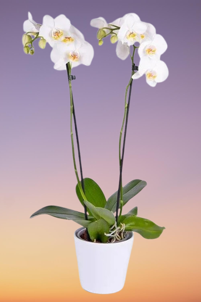 Phalaenopsis Orchid Holland 2 Stem