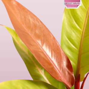 Philodendron Prince of Orange Cherry Red
