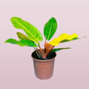 Philodendron Prince of Orange Cherry Red
