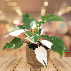 Philodendron White Princess – Indoor Plants