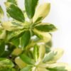Schefflera_Variegated_Dwarf