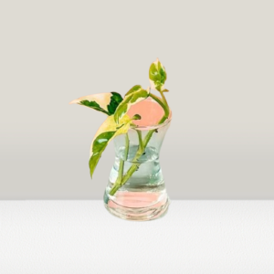 Shop Premium Epipremnum Cuttings