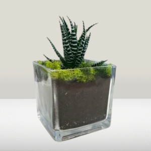 Succulent Arrangement – Square Small