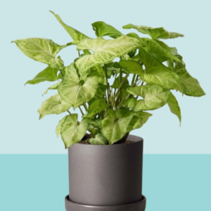 Syngonium Arrow Head