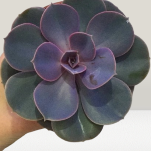 Violet Echeveria