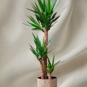 Yucca Indoor Plants for Your Home