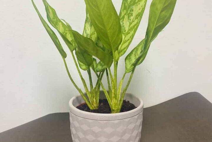 Aglaonema Silver Queen - Indoor Plants | Plantshop.me